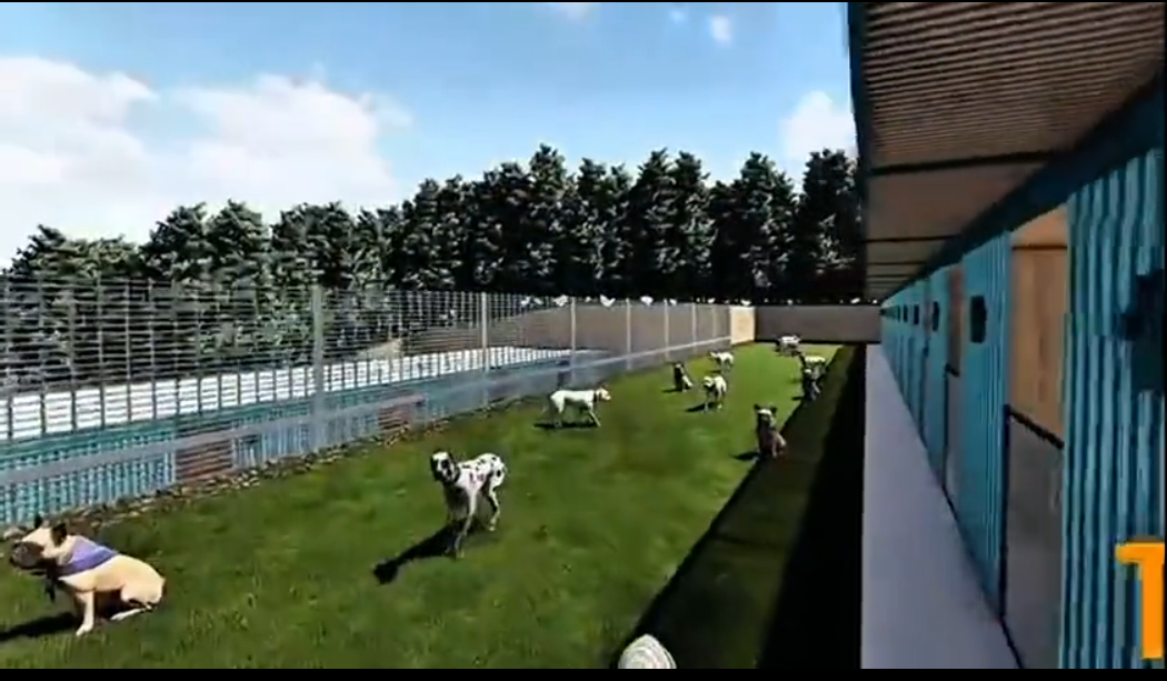 Dogs in the exercise yard